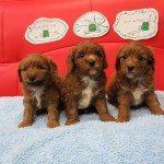 キャバプー ハーフ犬 ミックス犬 ブリーダー 茨城県 関東 東京都 神奈川県 千葉県 埼玉県 群馬県 栃木県 静岡県 福島県 (1)